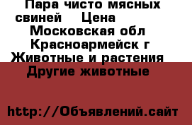 Пара чисто мясных свиней. › Цена ­ 50 000 - Московская обл., Красноармейск г. Животные и растения » Другие животные   